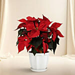 christmas poinsettia in Wooden Vase