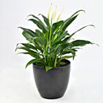 Peace lily in Matt Black Planter