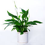 Peace lily In Beautiful Planter