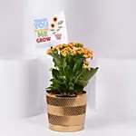 Expressing Thanks Kalaonche Plant