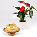 Sugar Free Butterscotch Cake and Plants