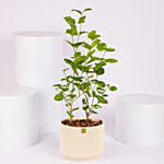 Jasmine Flowering Plant