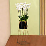 8 Stem White Orchid Plant in Tall Premium Planter