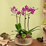 4 Stems Small Purple Orchid Plant In Premium Gold Pot