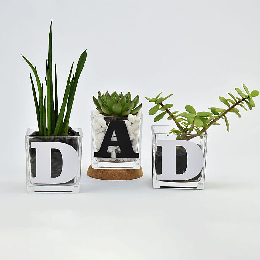 Trio of Plants for DAD: Fathers Day Gifts to Bahrain