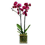 Purple Orchid Plant