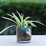 Buddha Blessings Plant N Cake Combo