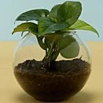 Eggless Truffle Cake & Money Plant