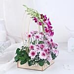 Royal Orchid Daisy Embrace