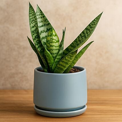 Sansevieria Plant In Ceramic Pot: توصيل ورد في عمان
