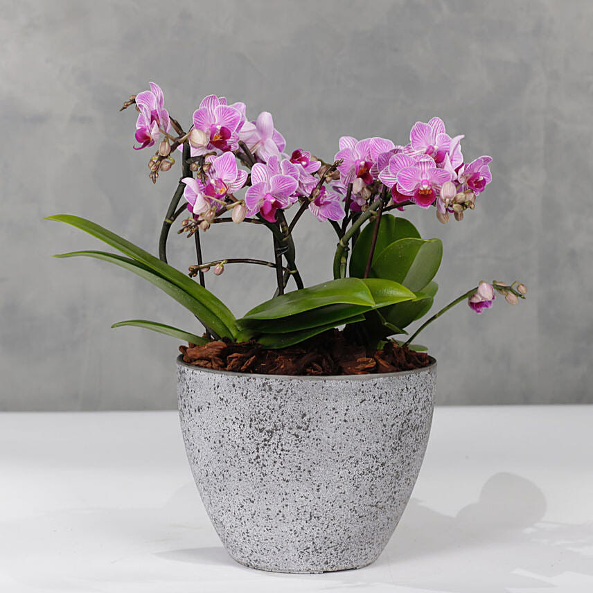 Pink Orchids Plant Vase: Send Congratulations Gifts to Kuwait