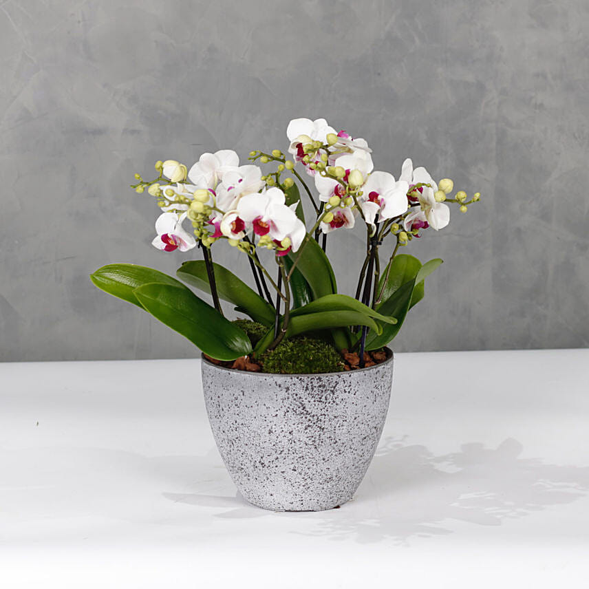 Red Lips Midi Orchids Plant Vase: Send Congratulations Gifts to Kuwait