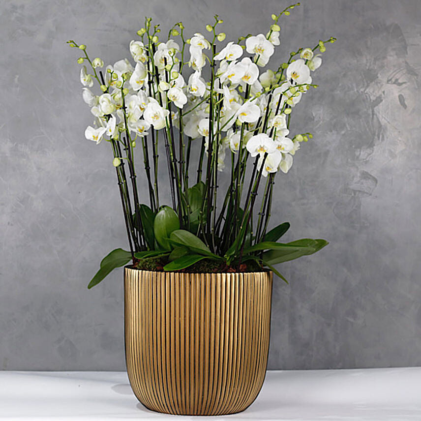 Serene Orchids Plant Jumbo Vase: Send Congratulations Gifts to Kuwait