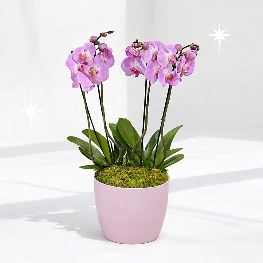 Pink Orchids Plant Vase: Send Congratulations Gifts to Kuwait