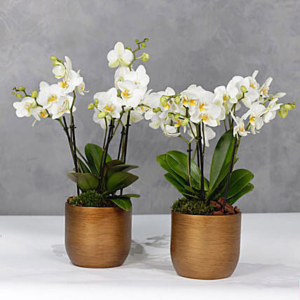 Bouquetto Twins: Send Gift Combo to Kuwait