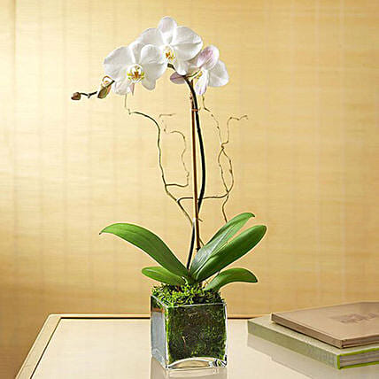 White Orchid Plant In Glass Vase: 