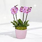 نبتة الأوركيد الوردي الفخم في أصيص رمادي مميز