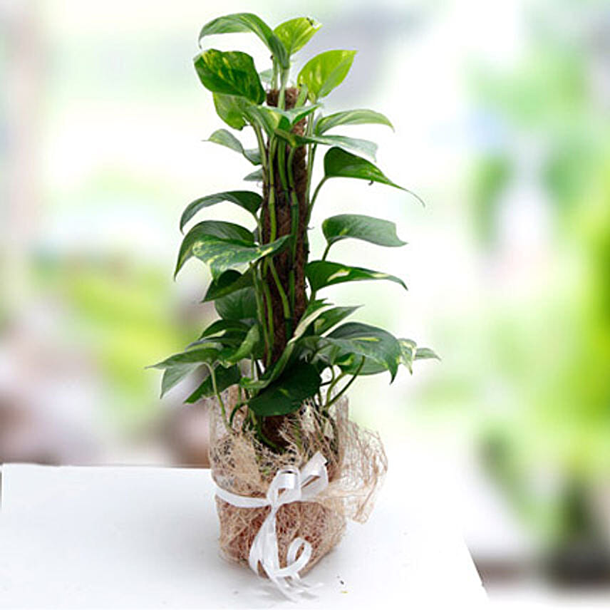 Order Money Plants Online