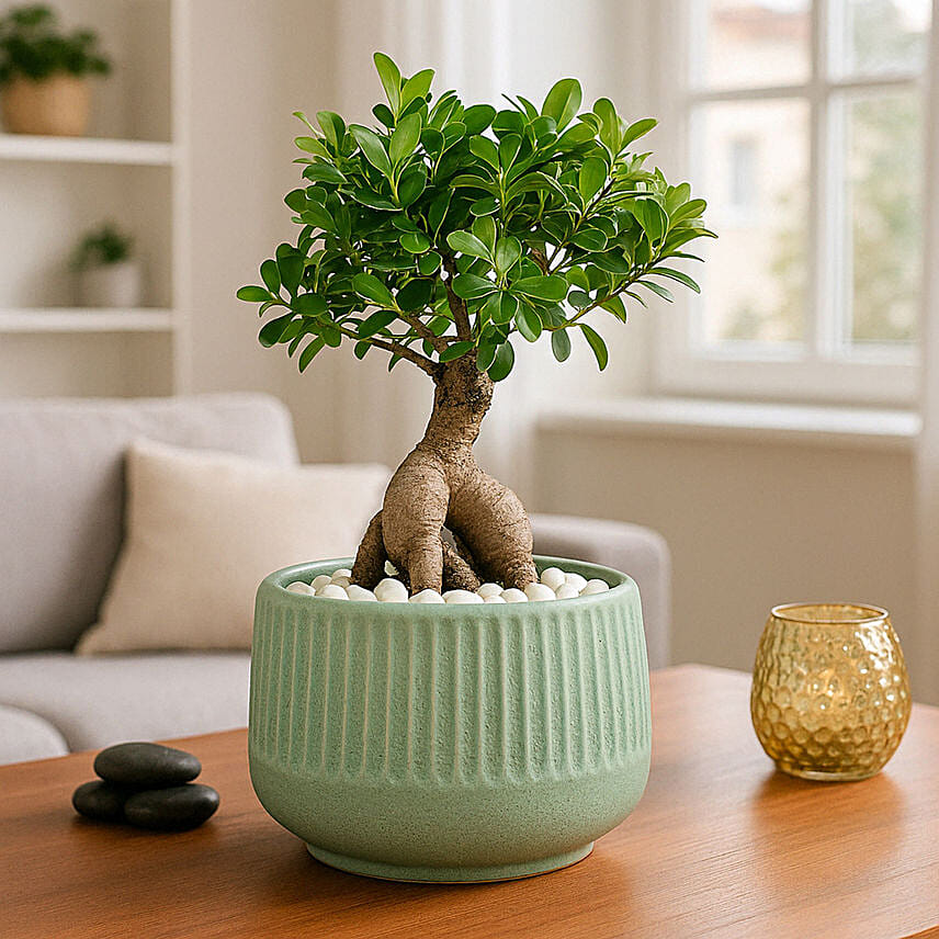 Bonsai Plants Online