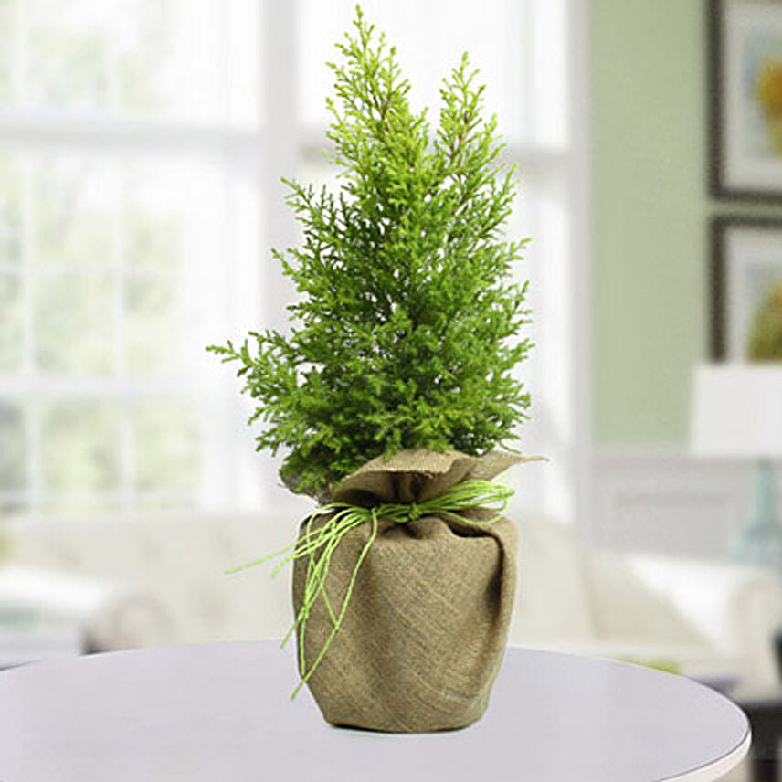 شجرة نبات السرو الصنوبري للكريسماس: Home-Decor For Birthday