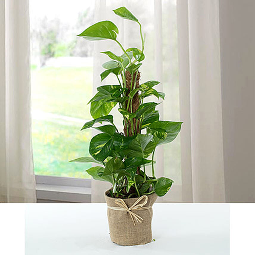 Jute Wrapped Epipremnum Aureum Plant: Plants 