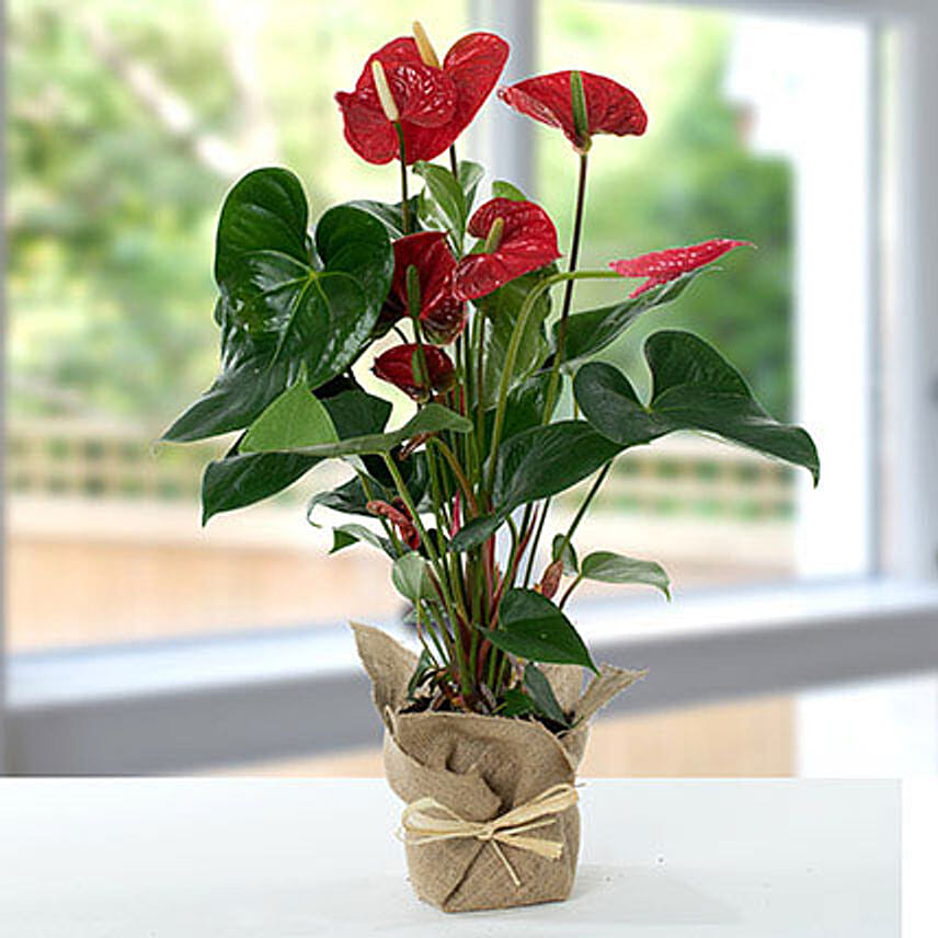 Red Anthurium Jute Wrapped Potted Plant: Christmas Trees