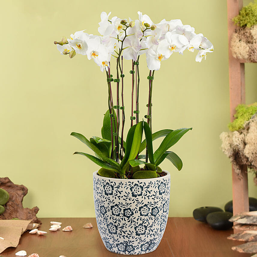 4 Stem Phalaneopsis or Orchid Plant in Premium Pot: Eid Flowers and Sweets