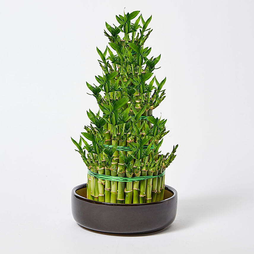 5 Layer Lucky Bamboo 36cm: Lucky Bamboo 