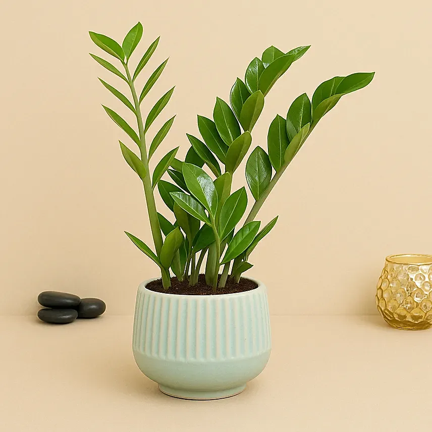 Air Purifying Z Plant: Plants 