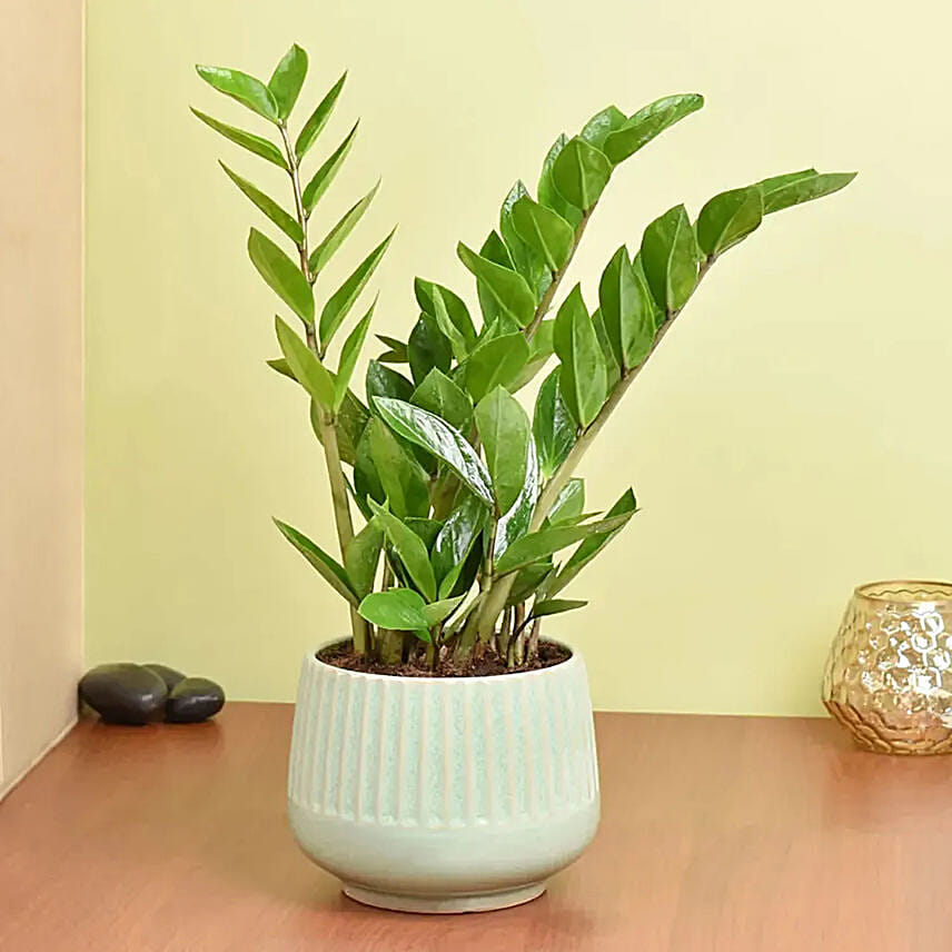 cat palm indoor plant Cat Palm - Chamaedorea Cataractarum - House Plants Delivery Toronto main image 0