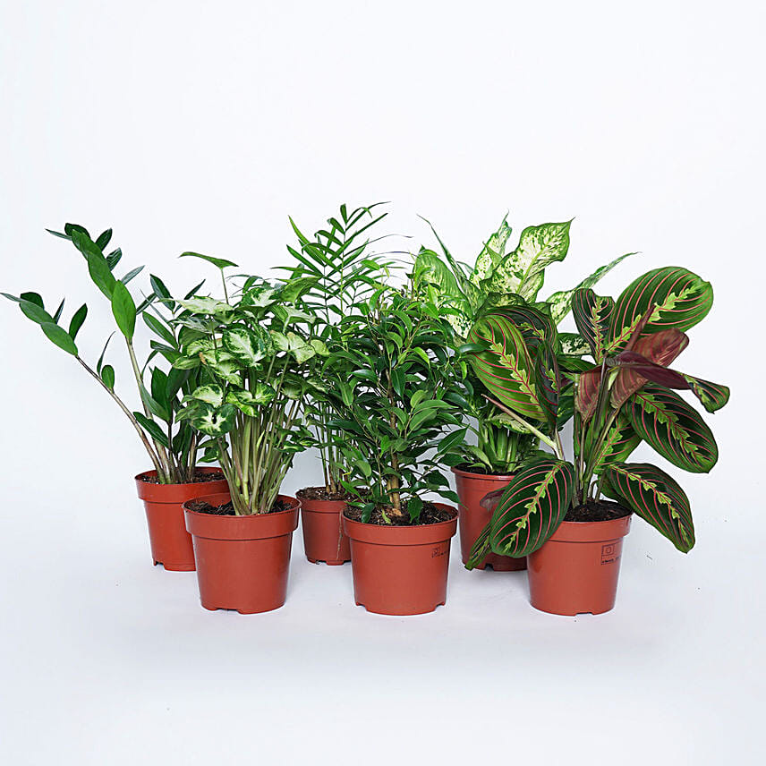 Air Purifying and Indoor Greens Combo: Plants Combo 