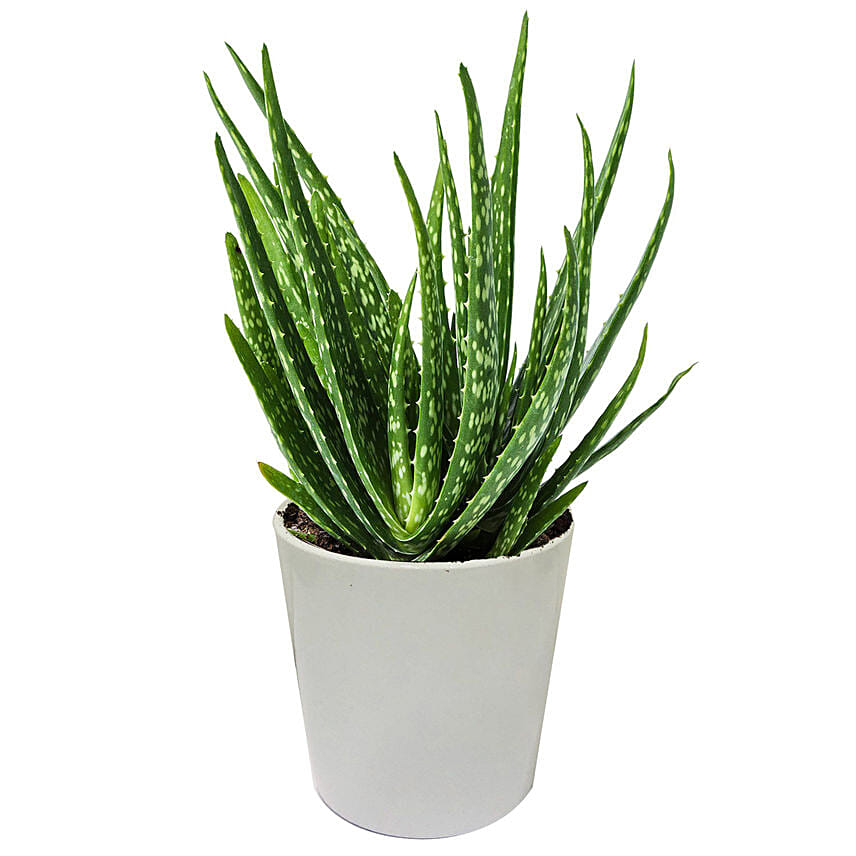 Aloe Vera Plant in a Pot: Aloe Vera Plants