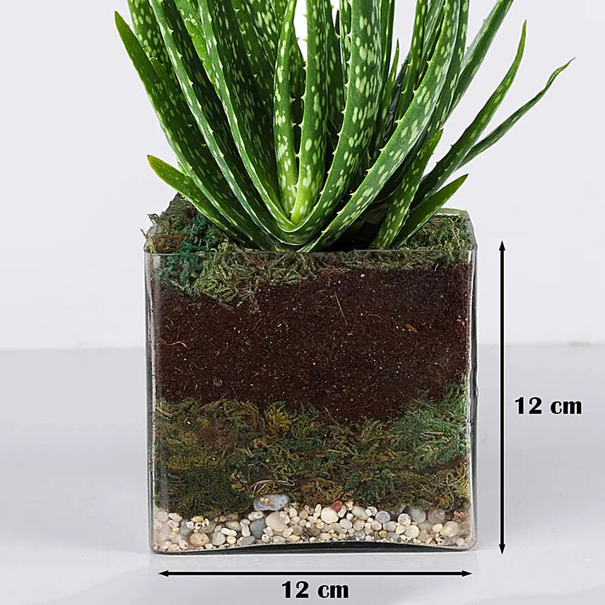 Order Aloe Vera Plant in Square Glass Vase Online | Same-Day Delivery UAE -  Fnp.ae