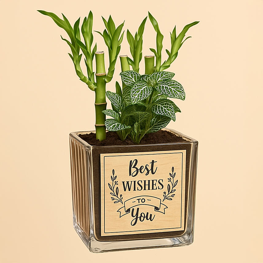 Best Wishes Lucky Bamboo n Fittonia: Plants 