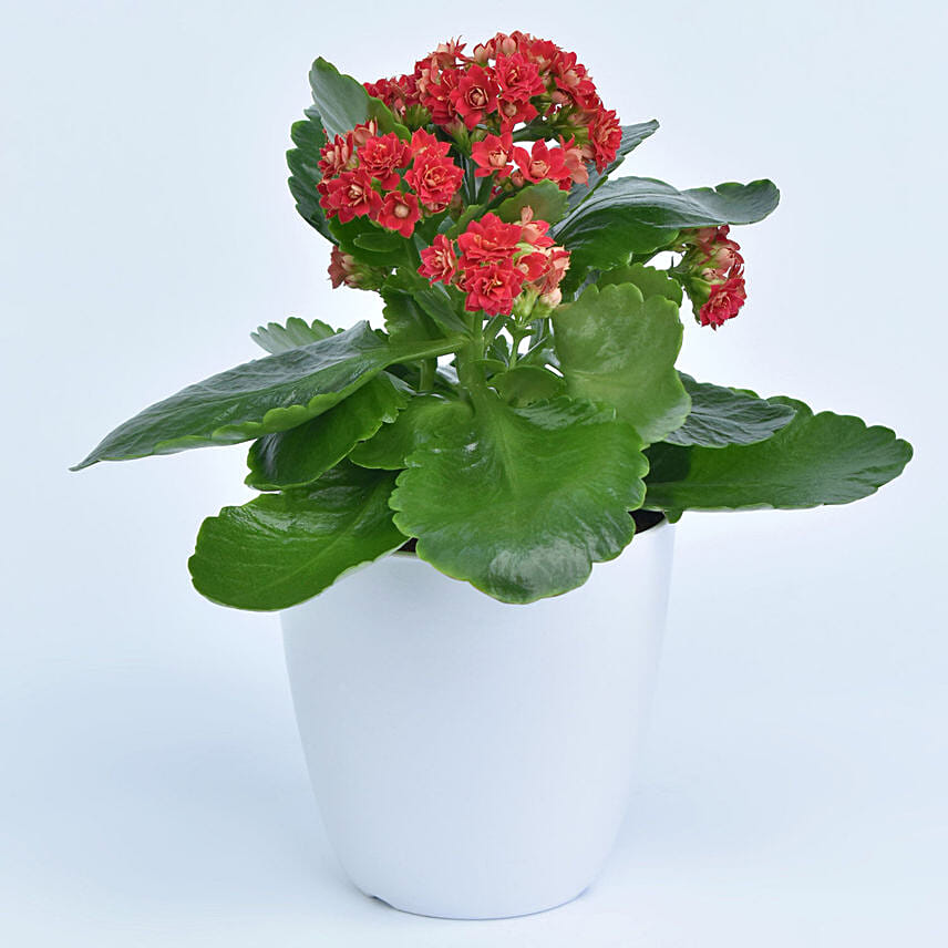 Bright Kalanchoe Plant In Pot: Desktop and Office Plants