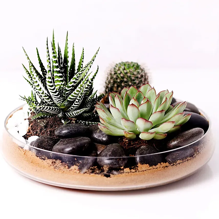 Combo of 3 Plants In Clear Glass Platter: Desktop and Office Plants 