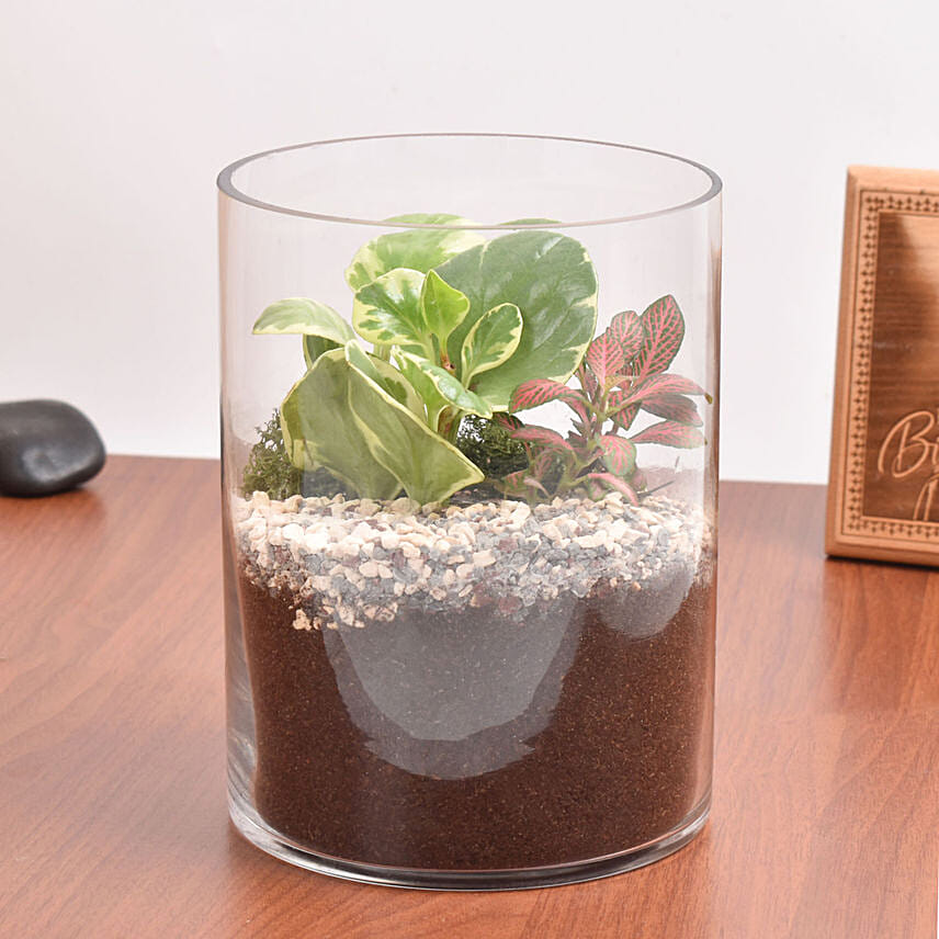 Decorative Mini Plants in Glass Planter: Dish Gardens 