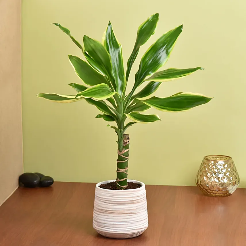 Dracaena Plant Small: 