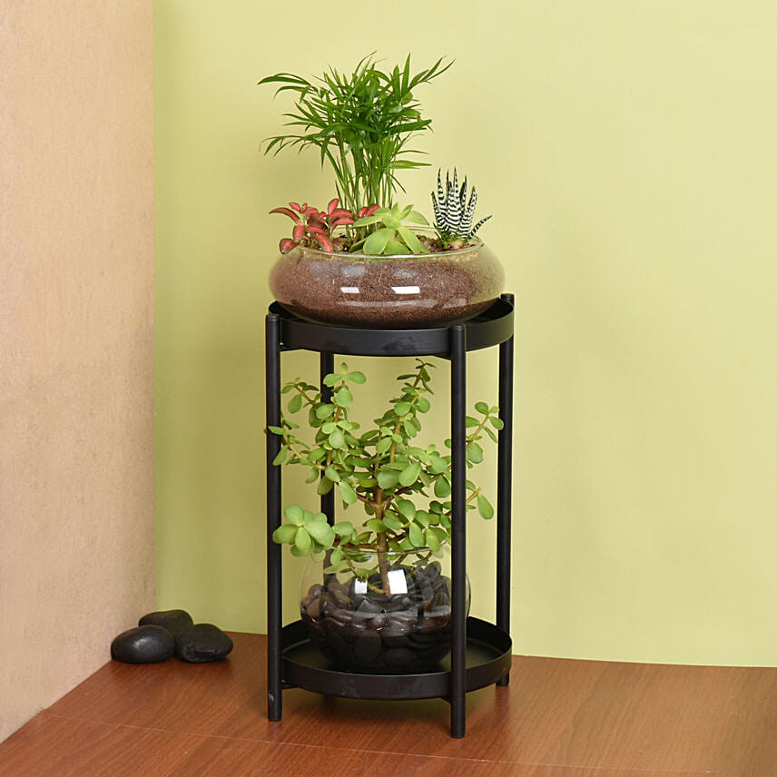 Elegant Dish Garden and  Lucky Jade Plant Stand: 