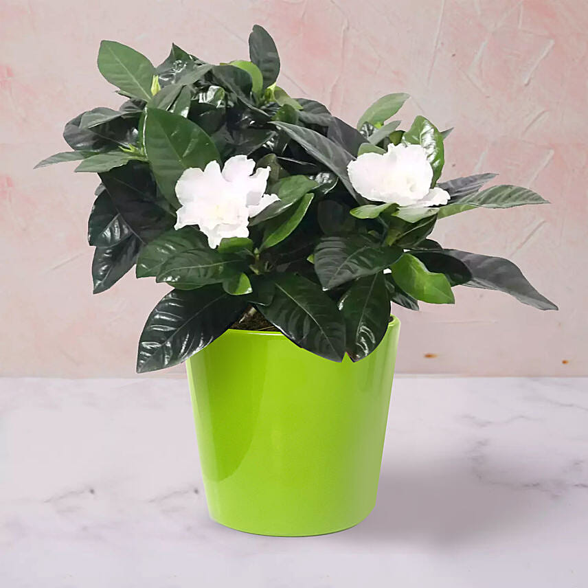 Gardenia Jasminoides Plant In Ceramic Pot: Shrubs