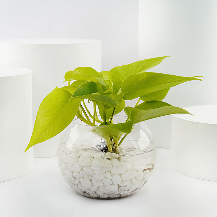 نبات المال الذهبي في أصيص زجاجي: هدايا النباتات الجالبة للحظ 