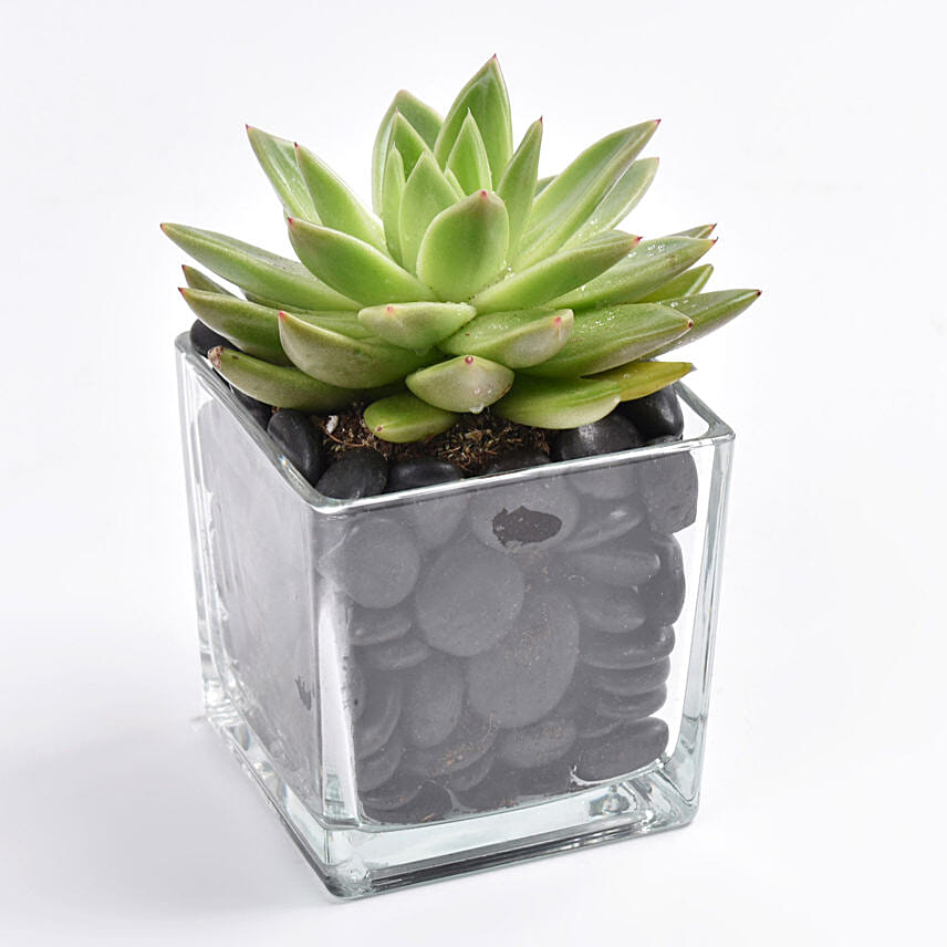 Green Echeveria Plant In Square Vase: Desktop and Office Plants 