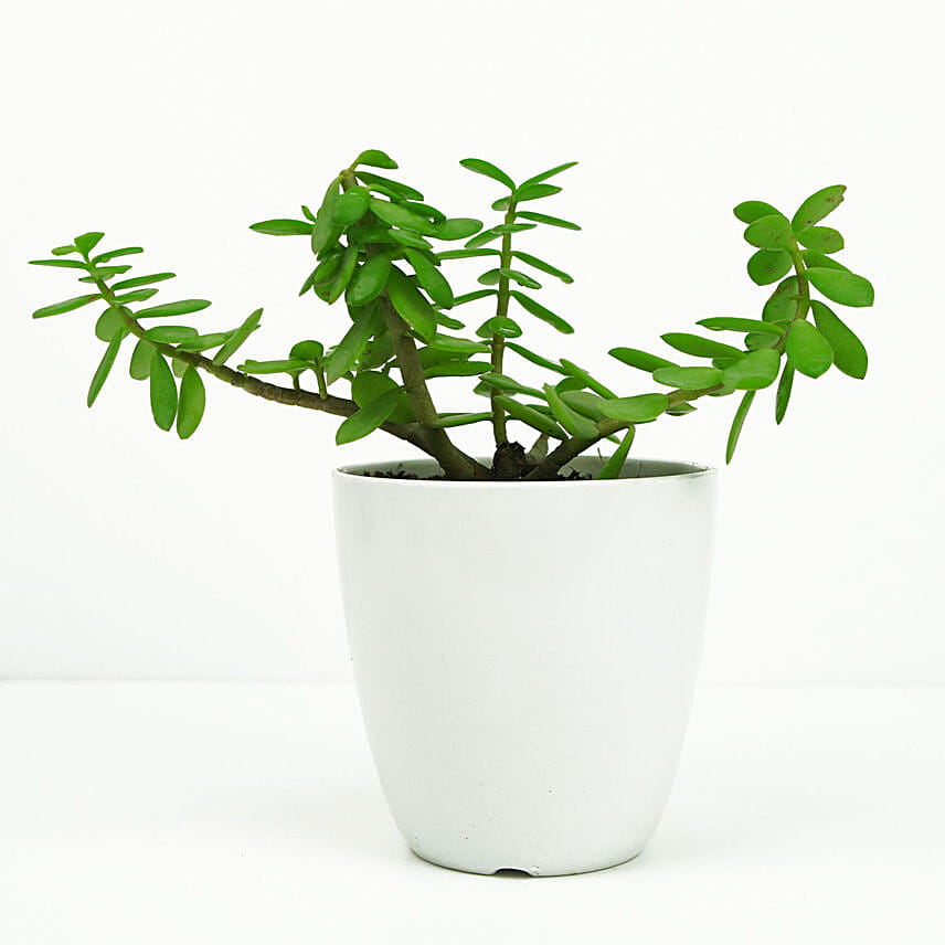 Jade in Small White Planter: Jade Plants 