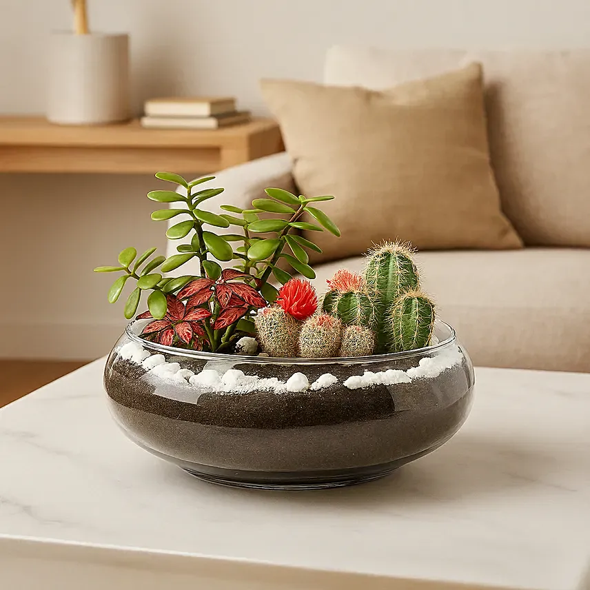 Jade With Fittonia & Cactus Plant In Small Fish Bowl: Jade Plants