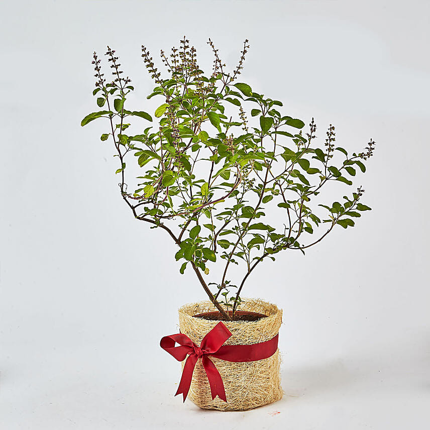 Jute Wrapped Tulsi Plant: Gifts For Holi