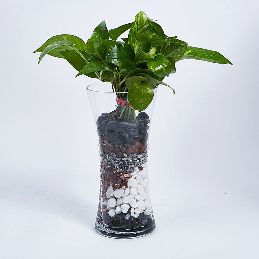 Money Plant in Tall vase: Desktop and Office Plants 