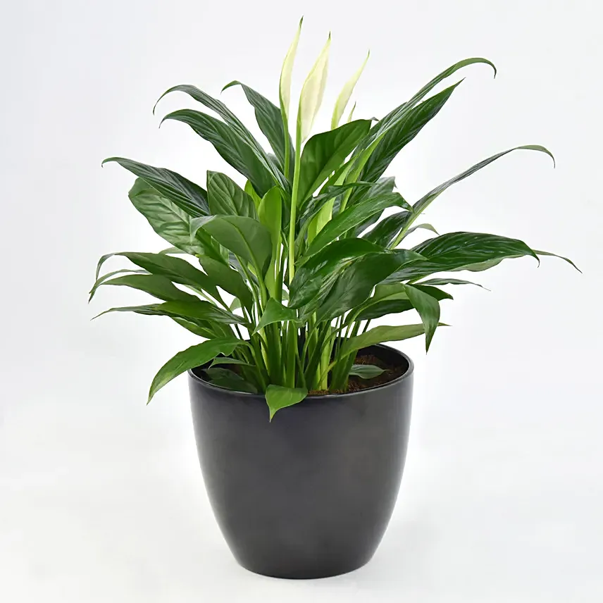 Peace lily in Matt Black Planter: Air Purifying Plants 