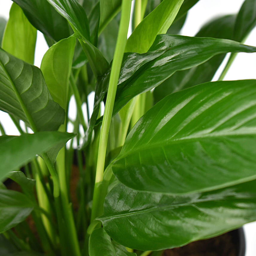 pics of spider plants Buy a Spider Plant Easy Care Live Plant