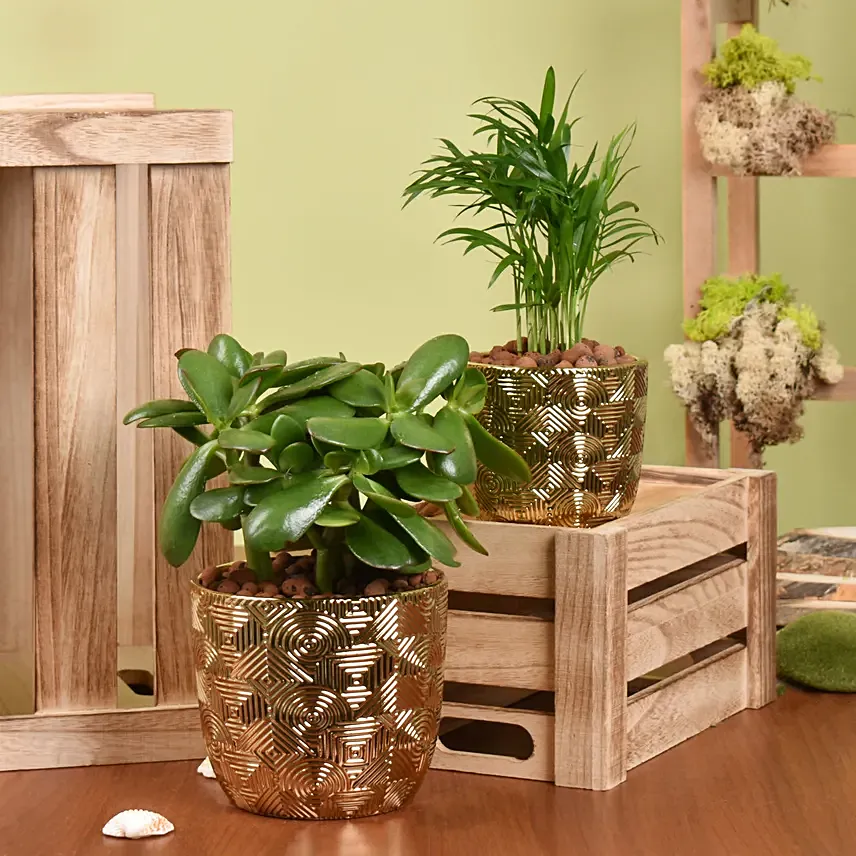 Plants Elegance Chamadorea dn Crassula Duo: Plants Combo 