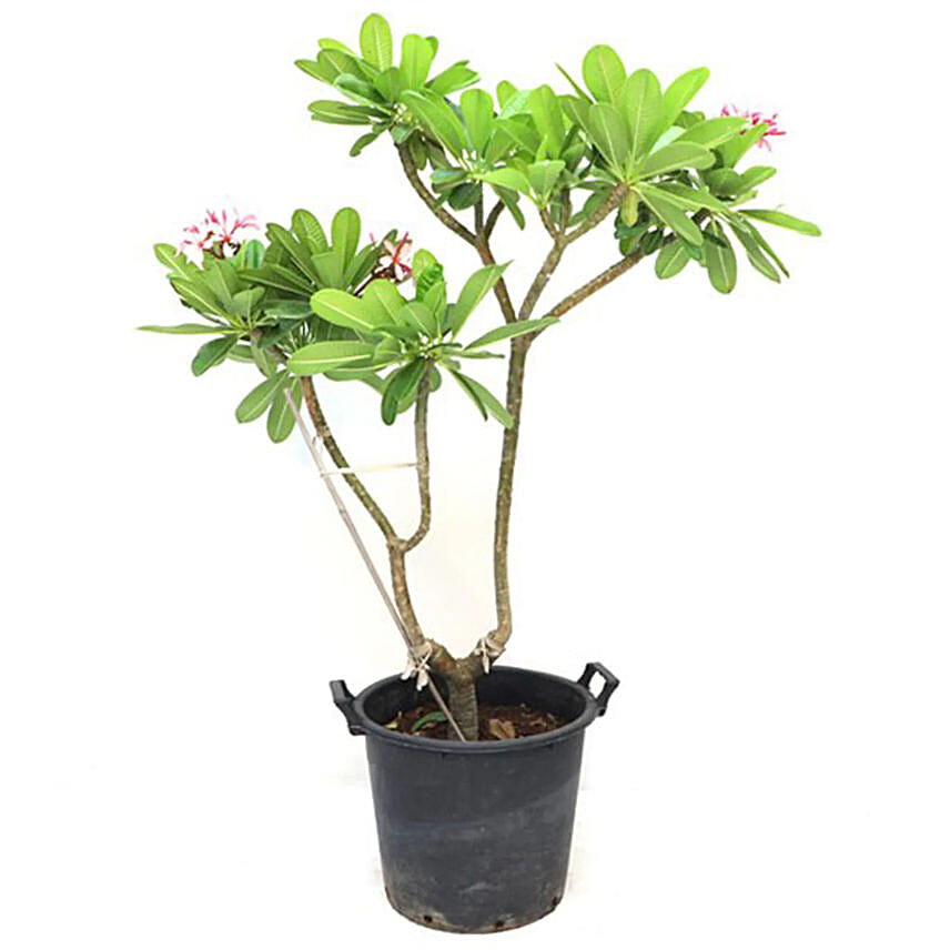 Plumeria Potted Plant: Outdoor Plants 